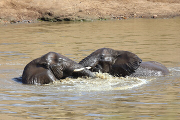 Fototapeta premium Afrikanischer Elefant im Mphongolo River/ African elephant in Mphongolo River / Loxodonta africana.