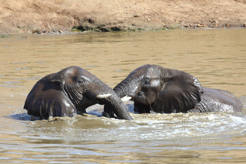 Afrikanischer Elefant im Mphongolo River/ African elephant in Mphongolo River / Loxodonta africana.