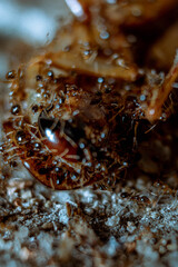Ant