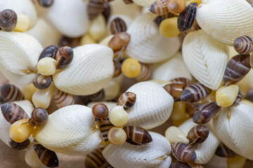 seashells on the sand