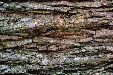 Texture of bark wood use as natural background, natural.