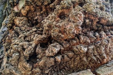 Old wood tree texture background pattern. Background