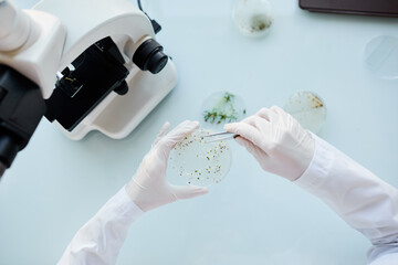 Top view close up of unrecognizable scientist holding petri dish while examining plant samples...