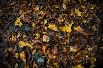 Golden vibrant fall leaves on the ground in a forest. Forest with colorful golden foliage.