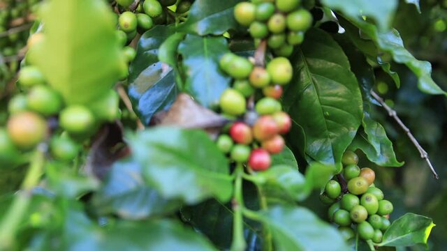 Coffee beans ripening, fresh coffee,red berry branch, industry agriculture on tree in North of thailand