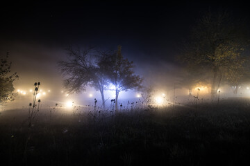 Trees and street lamps on a quiet foggy night. Foggy misty evening lamps in empty road.