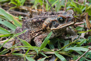 Cane Toad (Rhinella marina) sitting in grass
