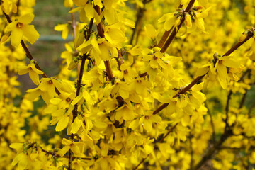 Blooming forsythia flowers, spring flowers, close up of golden forsythia flowers.