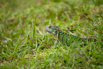 Iguana in the grass in South Florida