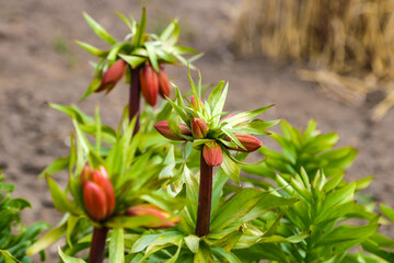 Beautiful Lily flower on green leaves background. Lilium longiflorum flowers in the garden.