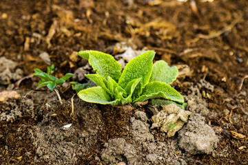 View of the young green mint in the spring in the garden.