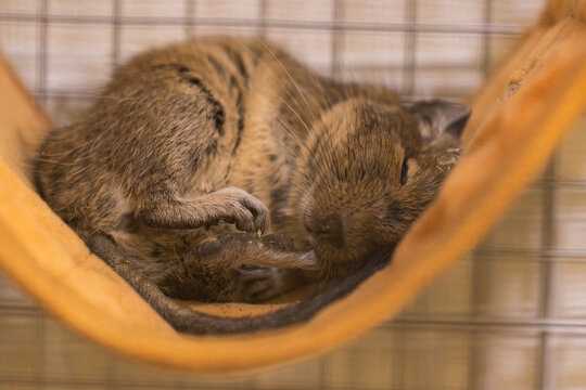 ハンモックで寝るデグー