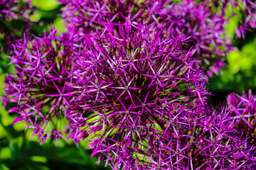 Fototapeta premium Beautiful purple flowers Allium giganteum, cultivar Globemaster.