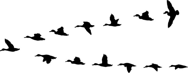 silhouettes of ducks migration