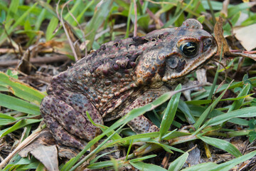 Cane Toad (Rhinella marina) sitting in grass