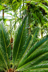 Obraz na płótnie Canvas Palm leaves dark green background, nature, garden tropical