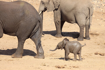 Fototapeta premium Afrikanischer Elefant / African elephant / Loxodonta africana.