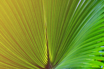 Fototapeta premium Close-up of decorative palm leaves, green background, pattern.