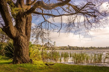 trees in the lake