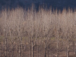 Field of birch trees on the green path of the sierra, between the towns of Olvera and Puerto Serrano, Cadiz