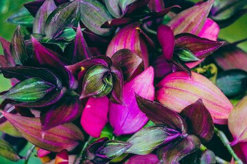 Close-up of colorful red leaves of flowers, background.