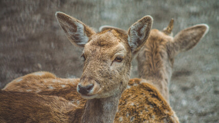 deer in the zoo