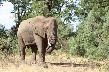Fototapeta premium Afrikanischer Elefant / African elephant / Loxodonta africana