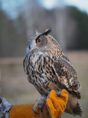 Portrait of an owl sitting on his hand