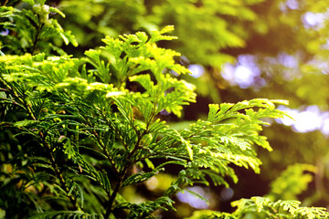 Close up on evergreen coniferous leaves in the garden.