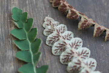 Doradilla, helecho - Ceterach officinarum o Asplenium ceterach