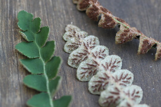 Doradilla, helecho - Ceterach officinarum o Asplenium ceterach