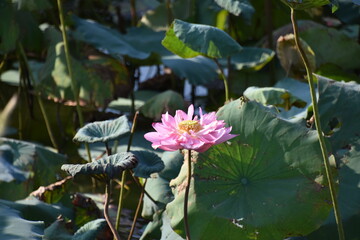 Brilliant Pink Lotus Flower Among Lily Pads, Hanoi