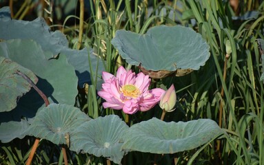 Brilliant Pink Lotus Flower Among Lily Pads, Hanoi 2