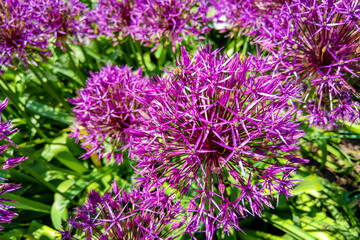 Field of Allium, ornamental onion. Few balls of blossoming Allium flowers. Filled full frame. Beautiful picture with Alliums for the gardening theme.