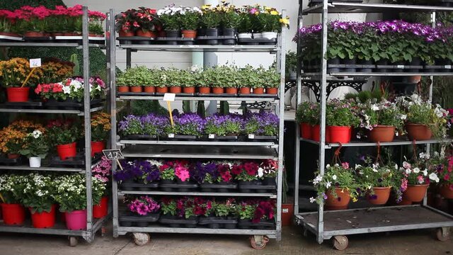 Assorted blooming flowers in pots on racks prepared for sale in store. High quality FullHD footage