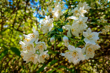 photo of blossoming tree brunch with white flowers on bokeh green background.