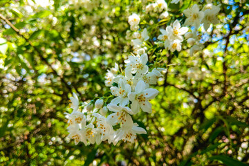 Flowers of the cherry blossoms on a spring day. nature