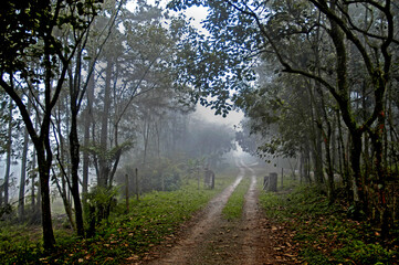 Estrada de terra com neblina, Serra do Mar, São Paulo. Brasil