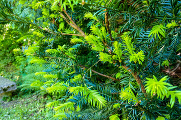 The juniper bush closeup. Background with juniper branches growing in the park.