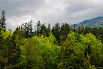View of the dense, moist, dark forests in Romania on a gloomy, not sunny day. Strange forest with terrible and scary stories, witches and ghosts.