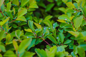 Dewdrops on green grass and bushes, nature background.