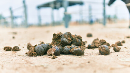 Animal shit at the farm