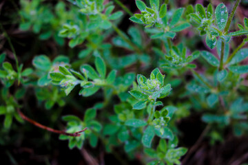 Dewdrops on green grass and bushes, nature background.