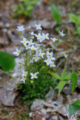 Bluets
