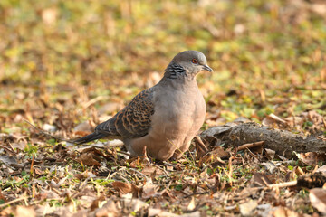 Oriental turtle dove (Streptopelia orientalis).