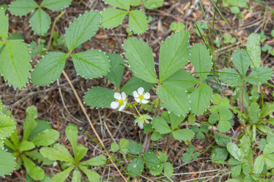Wild Strawberry, Common Strawberry, Virginia Strawberry with guttation
