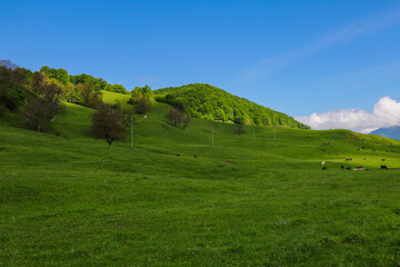View of the green hills and mountainsides. A clear sunny day. On the slopes in the distance sheep and cows graze. Selective focus.