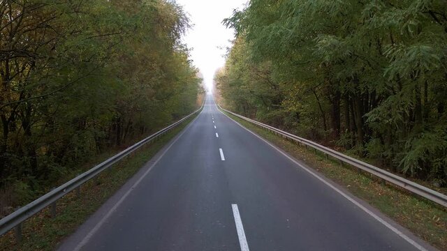 Alea trees along the asphalt road in autumn