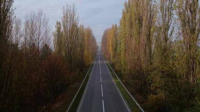 Alea trees along the asphalt road in autumn