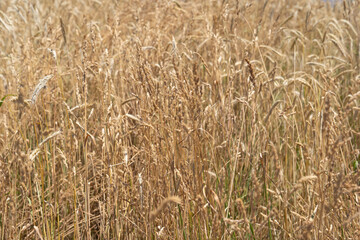 Dry grass on a sunny day